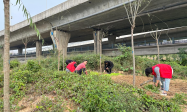 植树造林美化岸坡环境 汉阳龙阳街道在行动