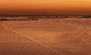 开蚌取珍珠，礼兰珠宝实力上榜《中国宝石》 淡水珍珠品质逆袭，媲美海水珠